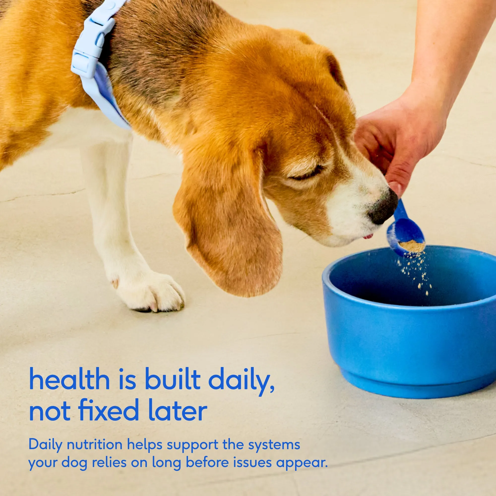 The Daily — Usage Instructions